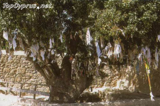 Дерево возле Катакомб Айя-Соломони